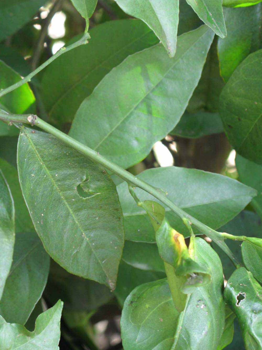              Shade leaves (Winter Haven, FL)       